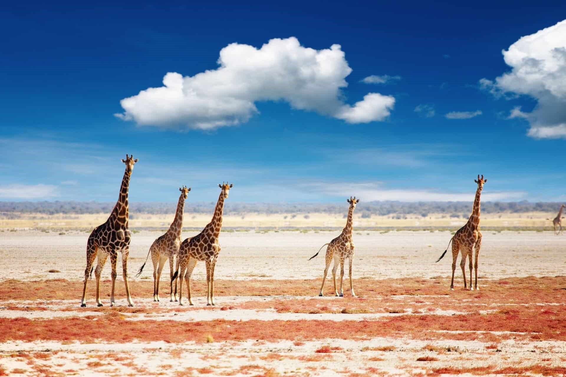 NAMIBIA, BOTSWANA, ZIMBABWE