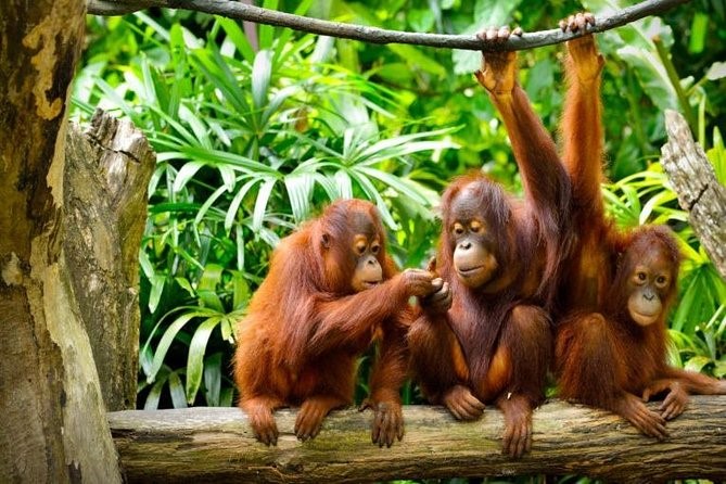 BORNEO WITH BRUNEI