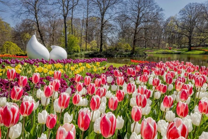 DREAM EUROPE TULIP SPECIAL 