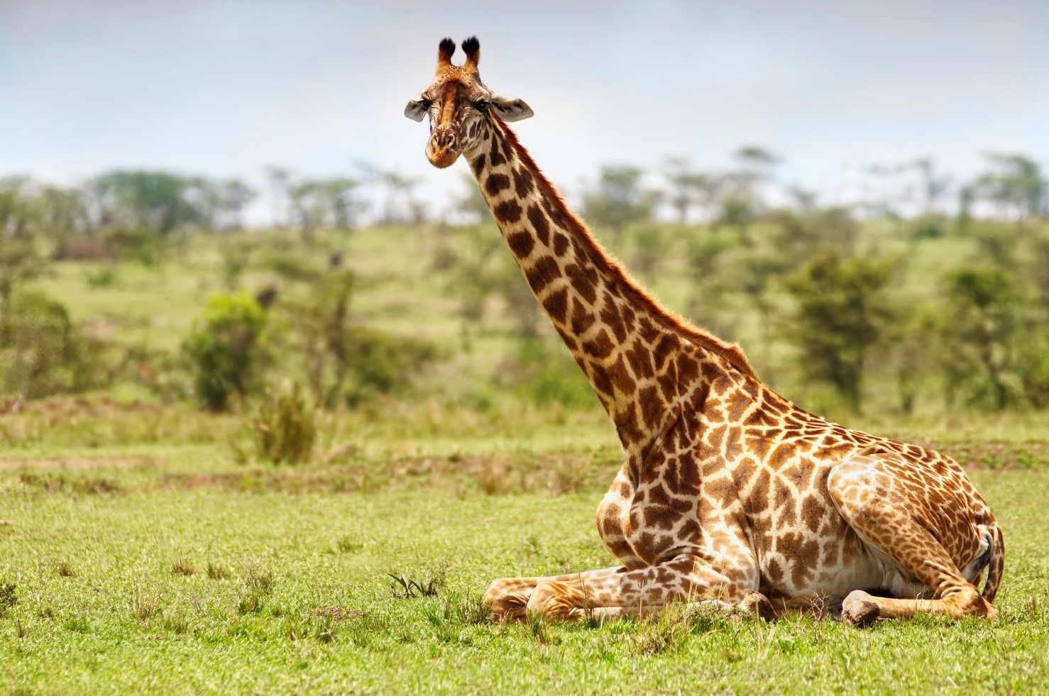 BEST OF KENYA
