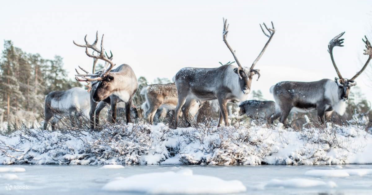 NORTHERN LIGHTS EXPLORER LAPLAND