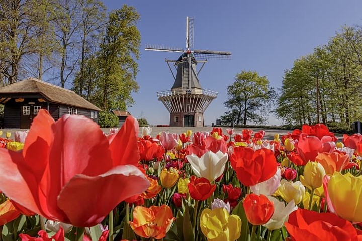 DREAM EUROPE TULIP SPECIAL 