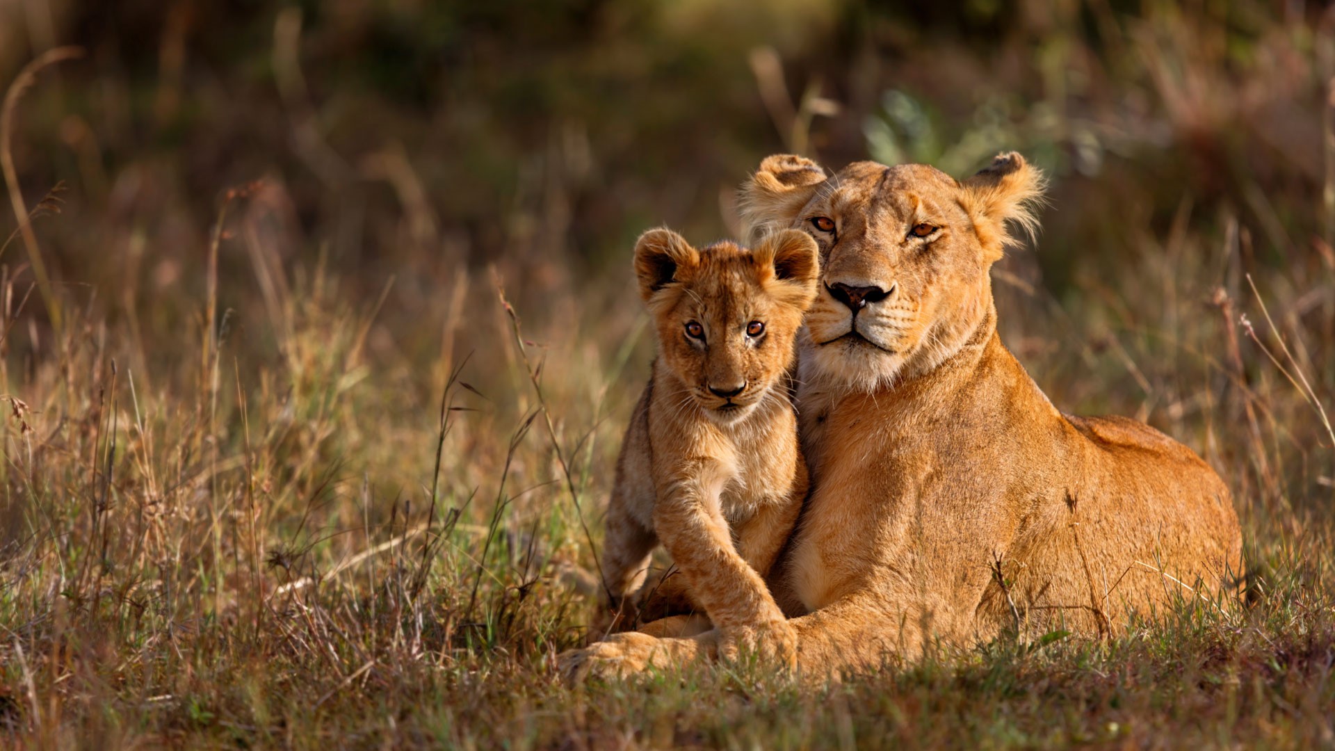 BEST OF SOUTH AFRICA WITH VICTORIA FALLS ZIMBABWE           